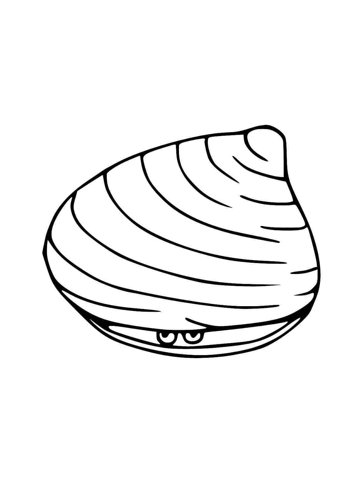 Closed Clam coloring page