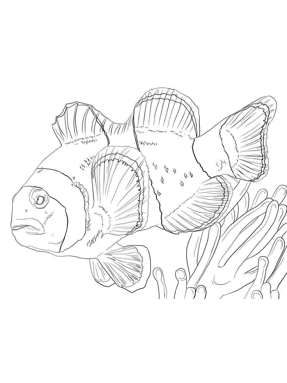 Large Clownfish coloring page