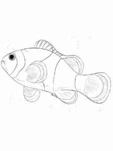 Clownfish 12 coloring page