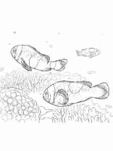 Clownfish in the sea coloring page