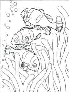 Three Clownfish coloring page