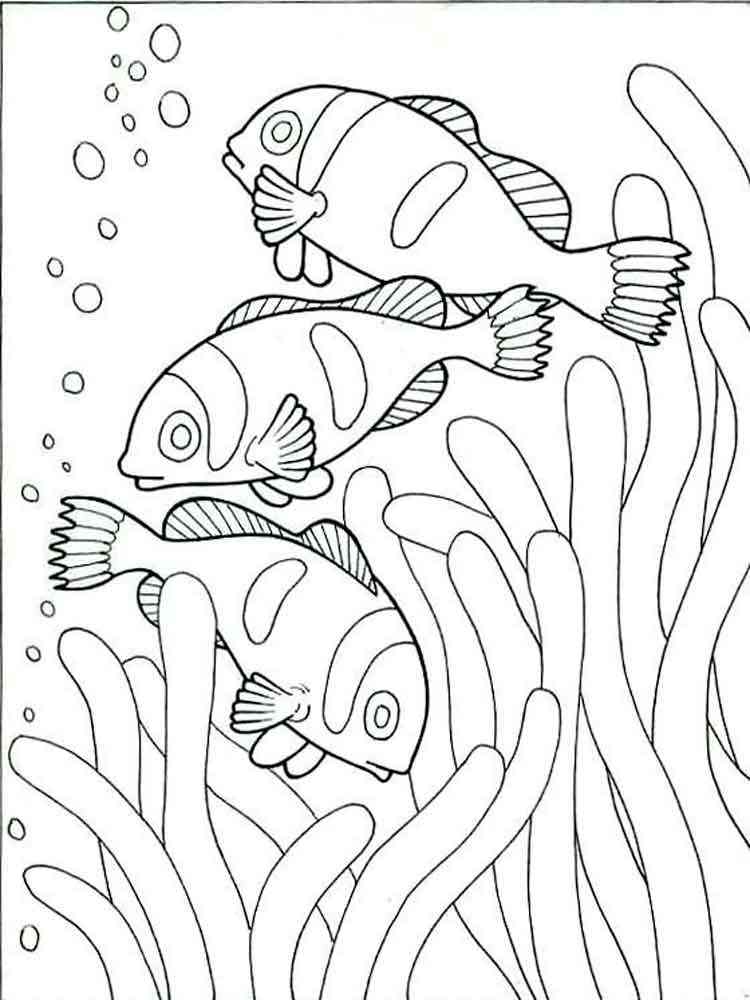Three Clownfish coloring page