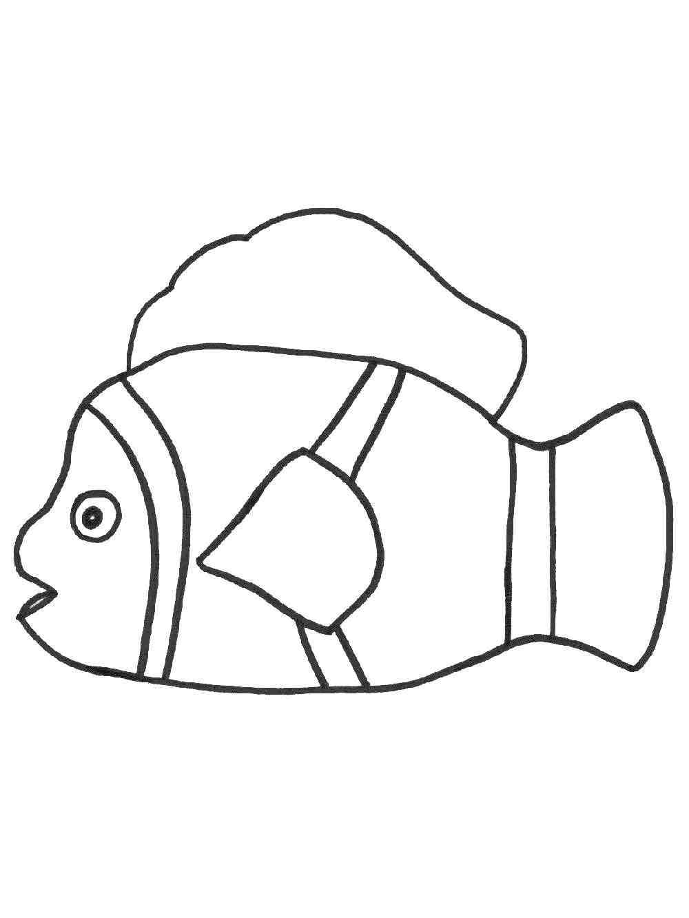 Clownfish 9 coloring page