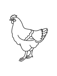 Chicken coloring page