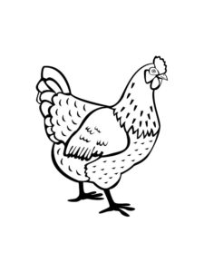 Chicken coloring page