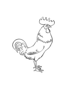 Chicken coloring page