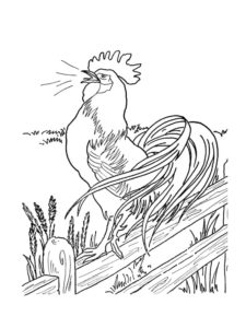 Chicken coloring page