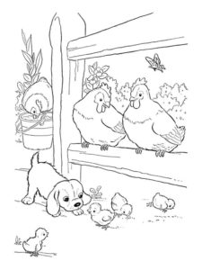 Chicken coloring page