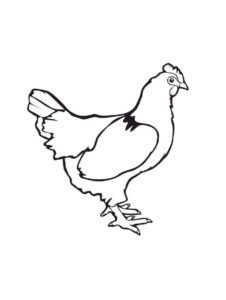 Chicken coloring page