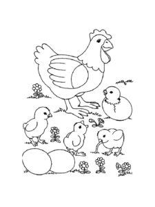 Chicken coloring page