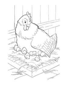 Chicken coloring page