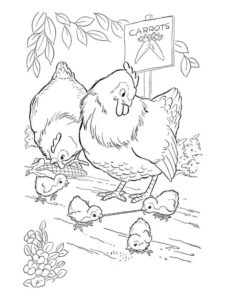 Chicken coloring page