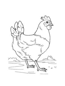 Chicken coloring page