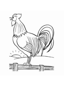 Chicken coloring page