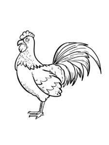 Chicken coloring page