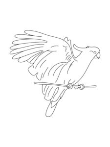 Cockatoo coloring page