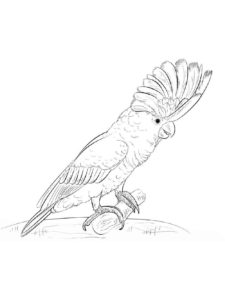 Cockatoo coloring page