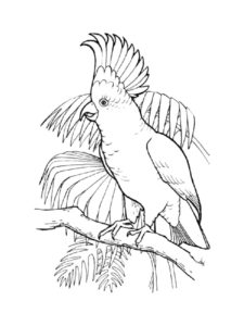 Cockatoo coloring page