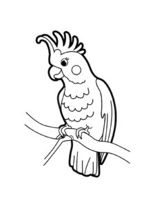 Cockatoo coloring page