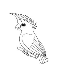 Cockatoo coloring page