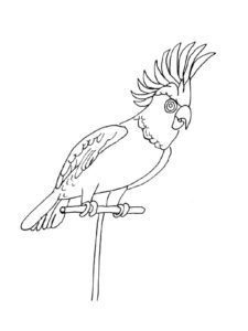 Cockatoo coloring page