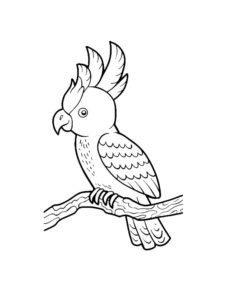 Cockatoo coloring page