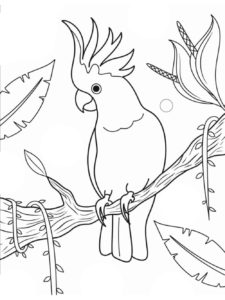 Cockatoo coloring page