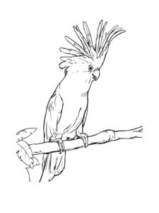 Cockatoo coloring page