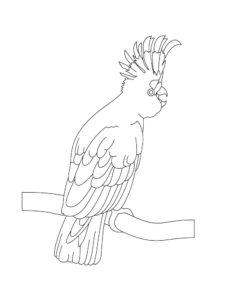 Cockatoo coloring page