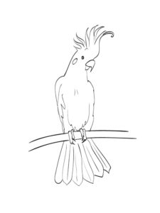 Cockatoo coloring page