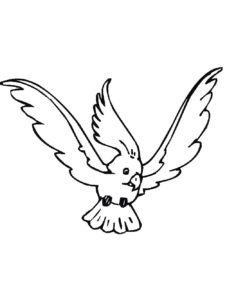 Cockatoo coloring page