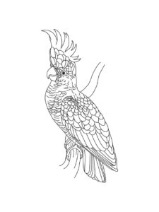 Cockatoo coloring page