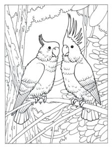 Cockatoo coloring page