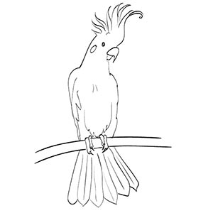 Cockatoo coloring pages