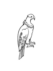 Condor coloring page