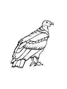 Condor coloring page