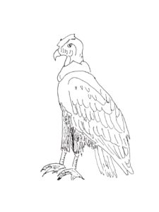 Condor coloring page