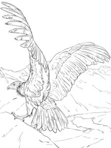 Condor coloring page