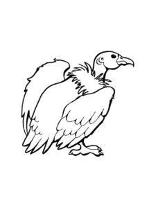 Condor coloring page