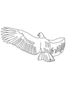 Condor coloring page