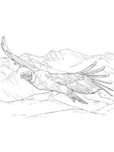 Condor coloring page