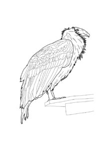 Condor coloring page