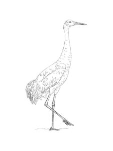 Crane coloring page