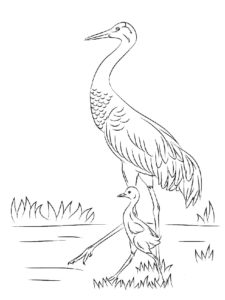 Crane coloring page