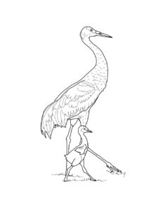 Crane coloring page