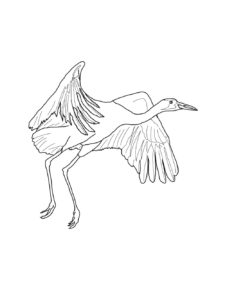 Crane coloring page