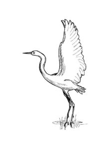 Crane coloring page