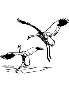 Crane coloring page