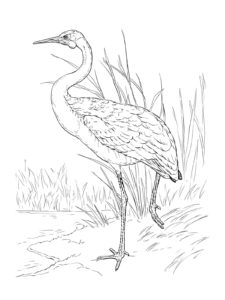 Crane coloring page