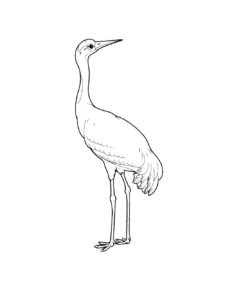 Crane coloring page